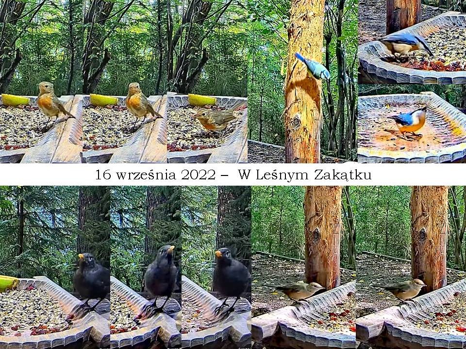 livebirdspoland_e82817d2c4ec6a63236d7baa9c9247fd.jpg