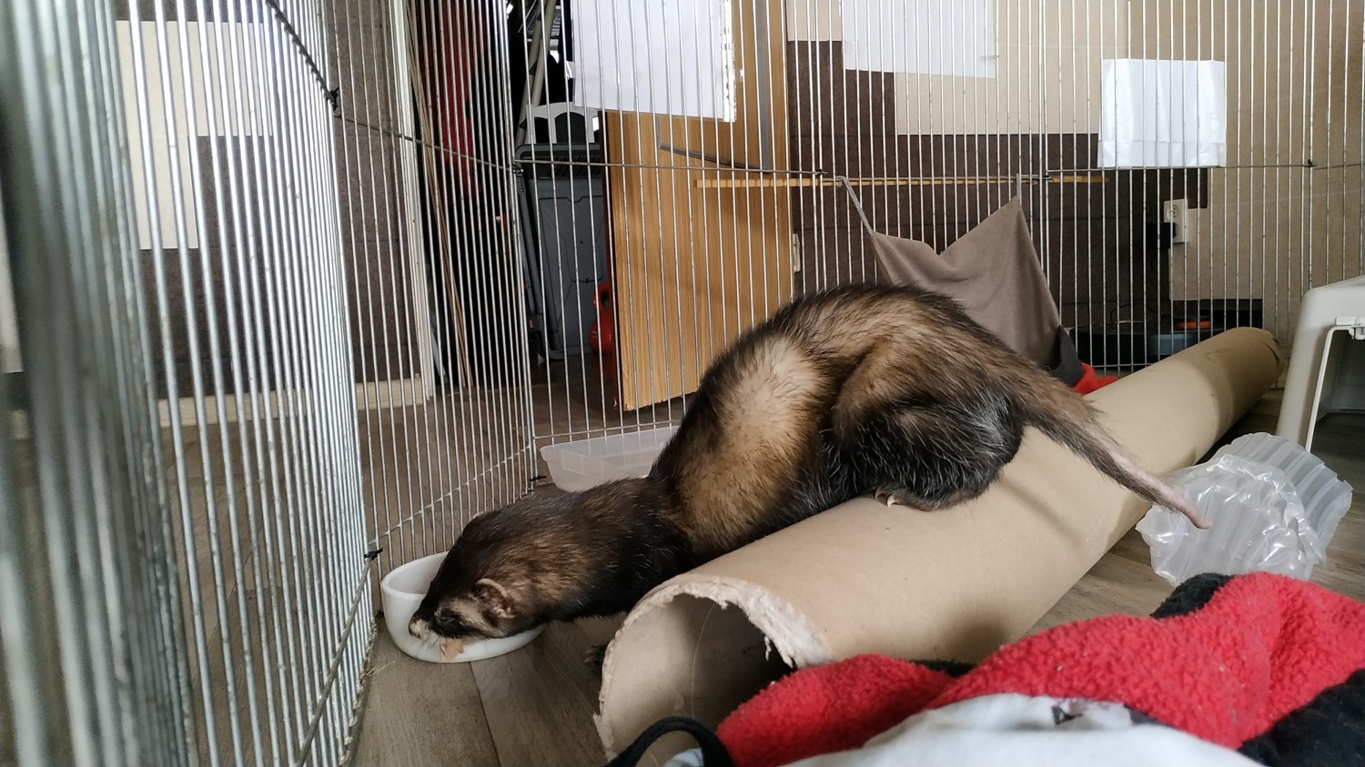 livebirdspoland_6e3b25eb6eff2ee667b0a9b6346fb545.jpg