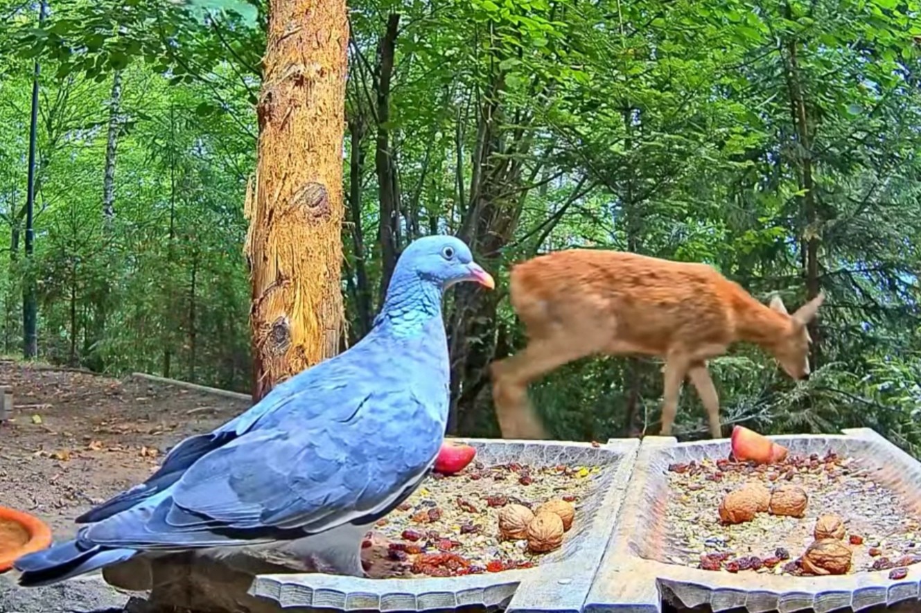 livebirdspoland_478ab88421fe832335b8387aa6e7446f.jpg