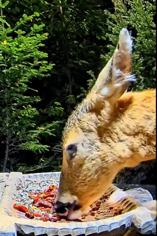 livebirdspoland_5c1cd1659752a0ad615f0a148659a69c.jpg