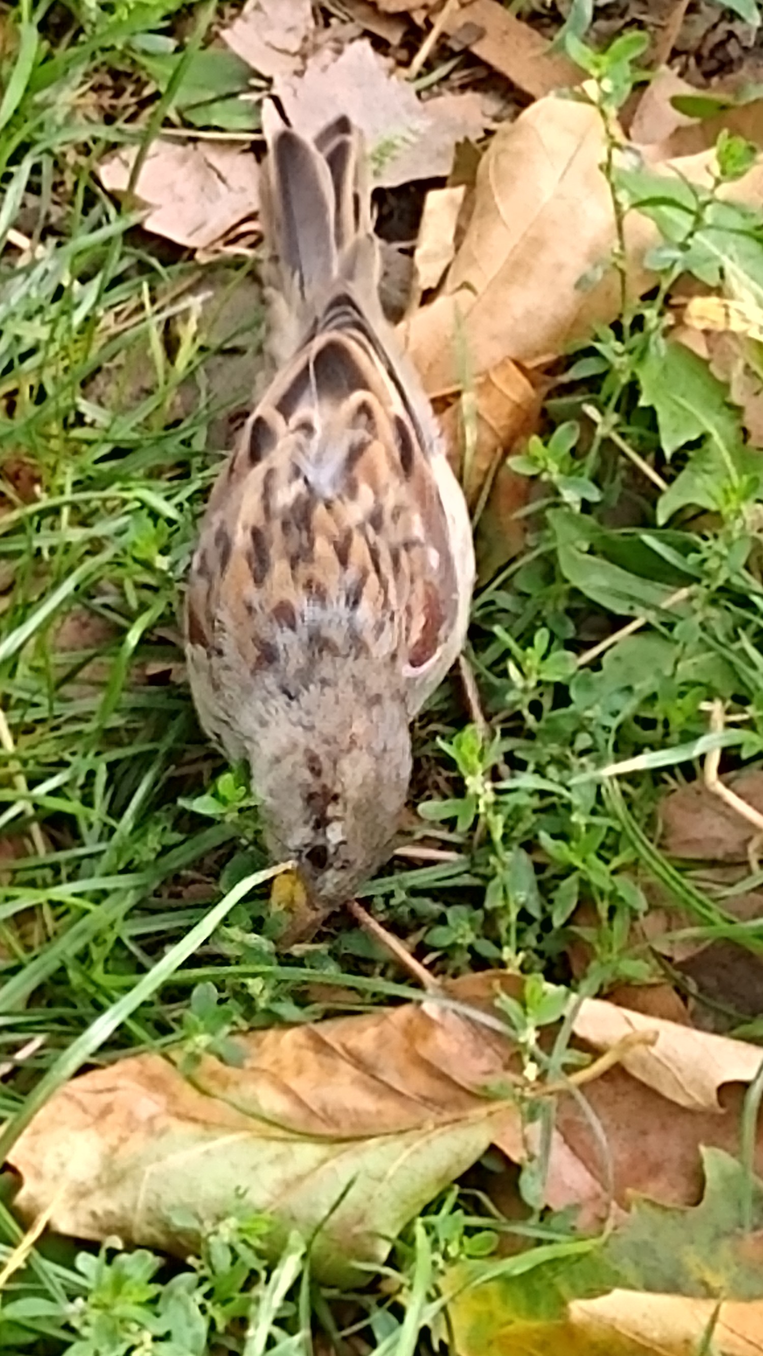 livebirdspoland_1185c0d8e19b5a852326aa91dbb087ea.jpg