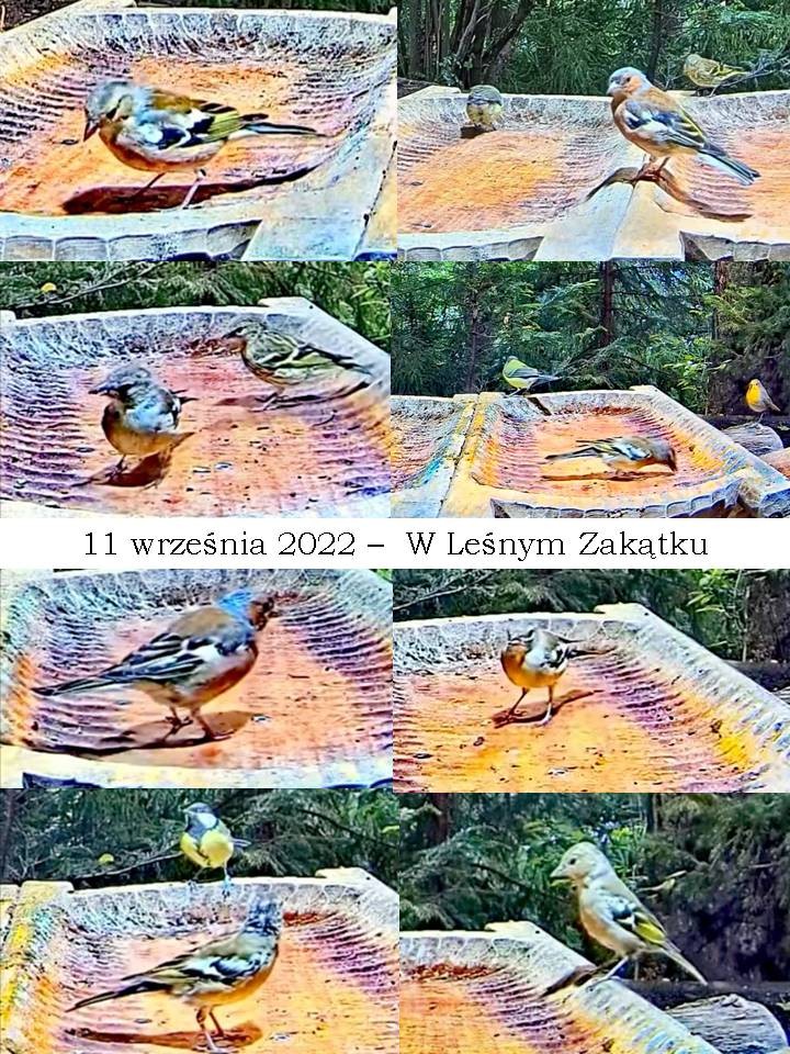 livebirdspoland_01bab6d7b6228d0d457e3e5f14737ad1.jpg