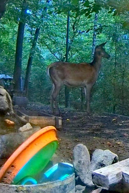 livebirdspoland_3c6b4e047b7d788742a92257e70dcf0b.jpg