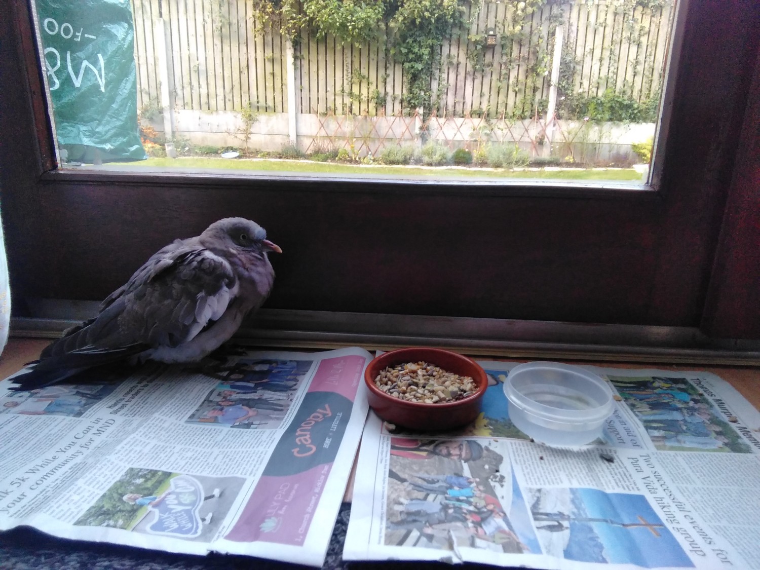 livebirdspoland_a88c31e9beec5b652655e2e48e1bc870.jpg