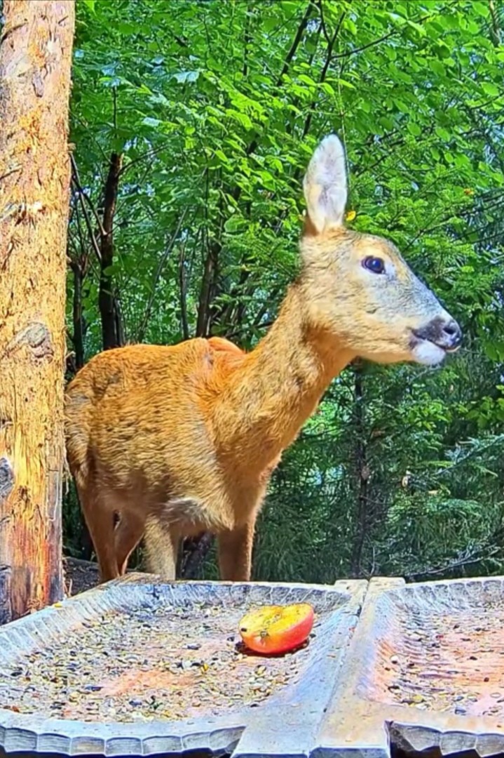 livebirdspoland_697e8075c27d386e682bbea0e66185ca.jpg