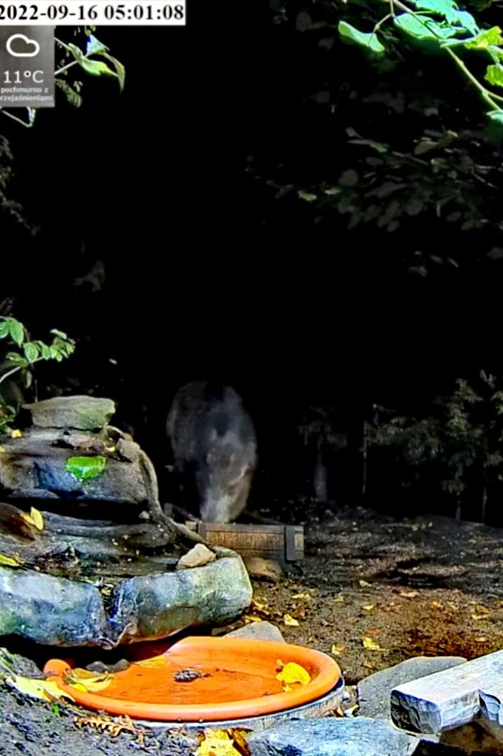 livebirdspoland_2c256913e84ab5722b19d78261d14594.jpg