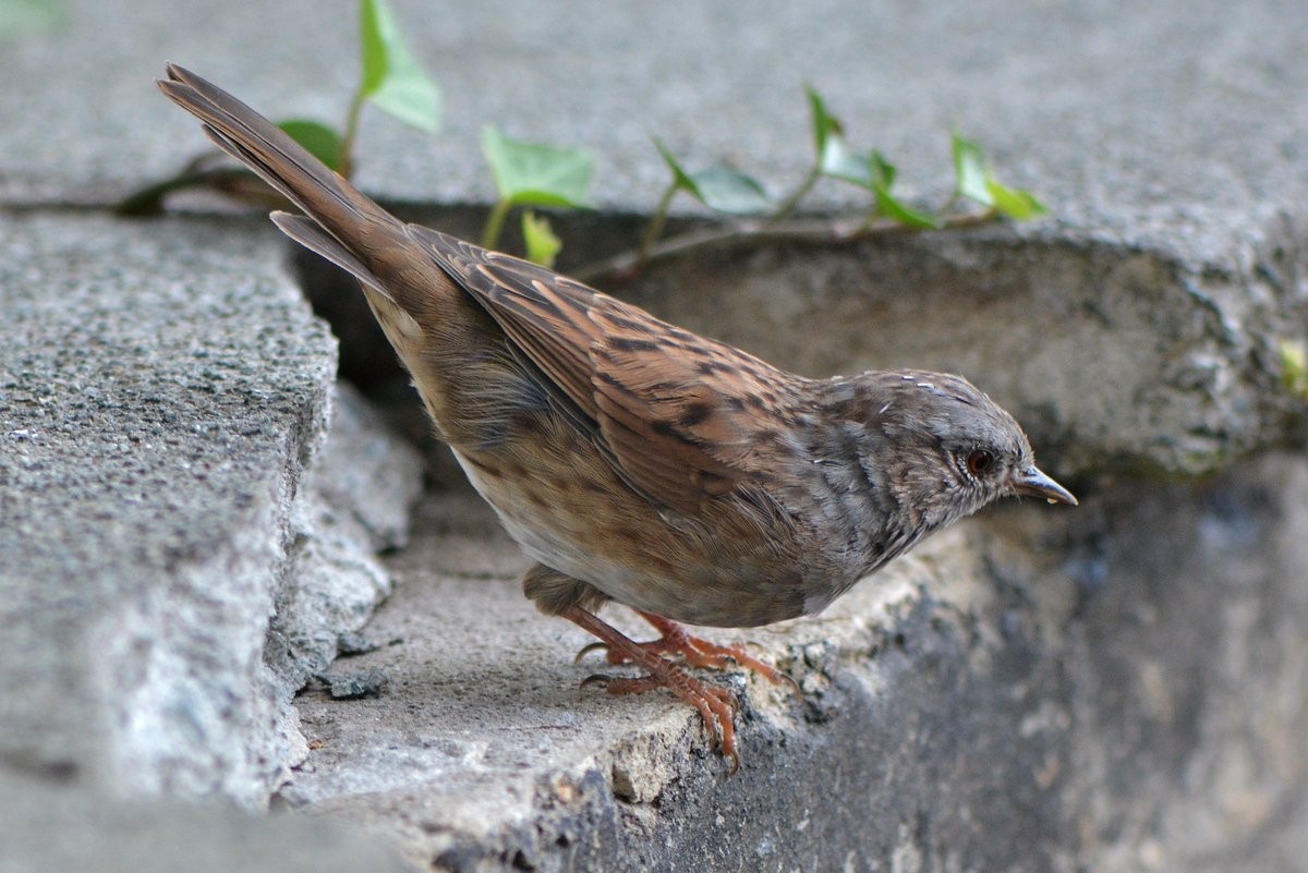 livebirdspoland_5c2274ce740d66d70e2a18dcd131b354.jpg