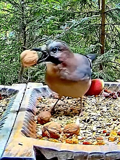 livebirdspoland_1f3b5a60b2d8cb652cf1dd3738238190.jpg