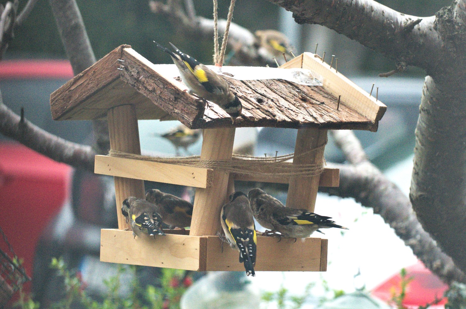 livebirdspoland_de4909bb5ed55dd0526a237d673846e1.jpg