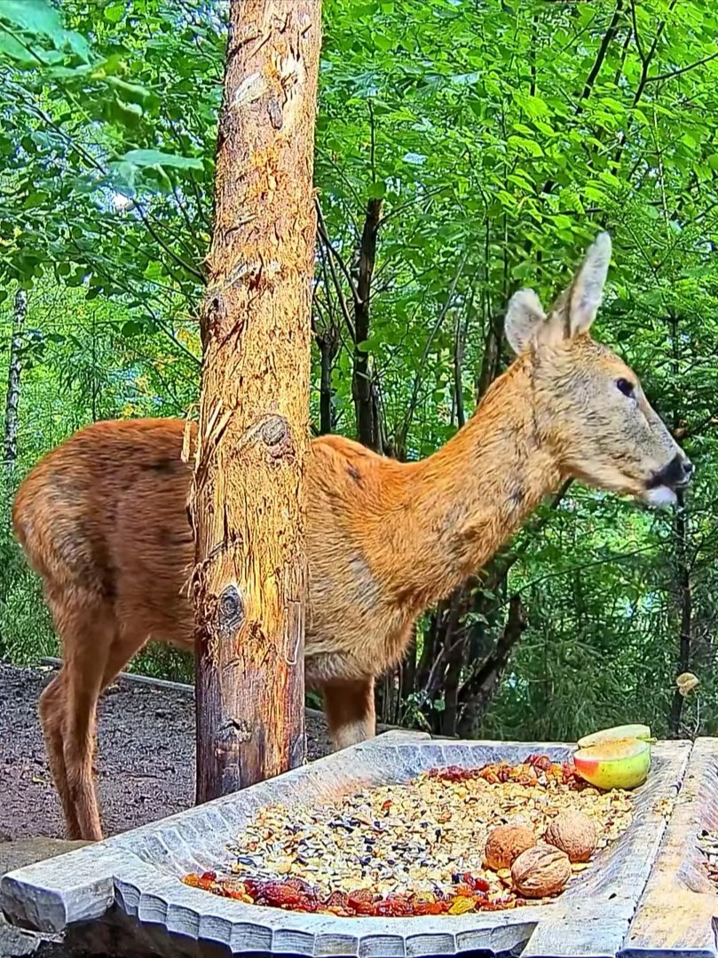 livebirdspoland_84f21b652f87b8e297320fb8207e3c30.jpg
