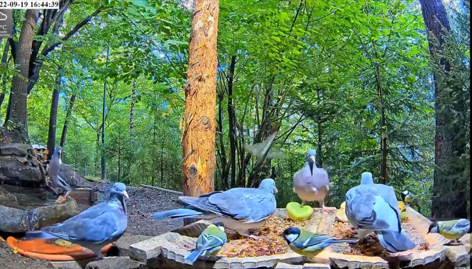 livebirdspoland_2f1a0cdfd58d39be26d3932af0b5eb80.jpg