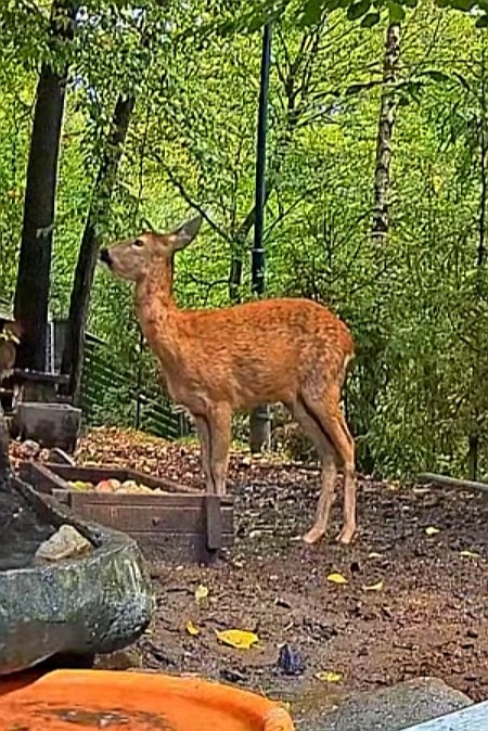 livebirdspoland_59c5ad443784e5f89c848372b17c8506.jpg