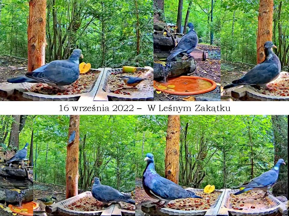 livebirdspoland_fd566ff1dcf45c7ec43a0e45c50565af.jpg