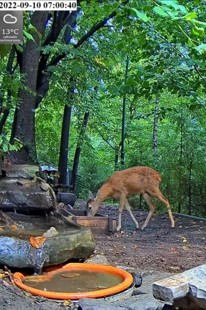 livebirdspoland_f2b07f0f28ce1b6b08185ba9f60d0046.jpg