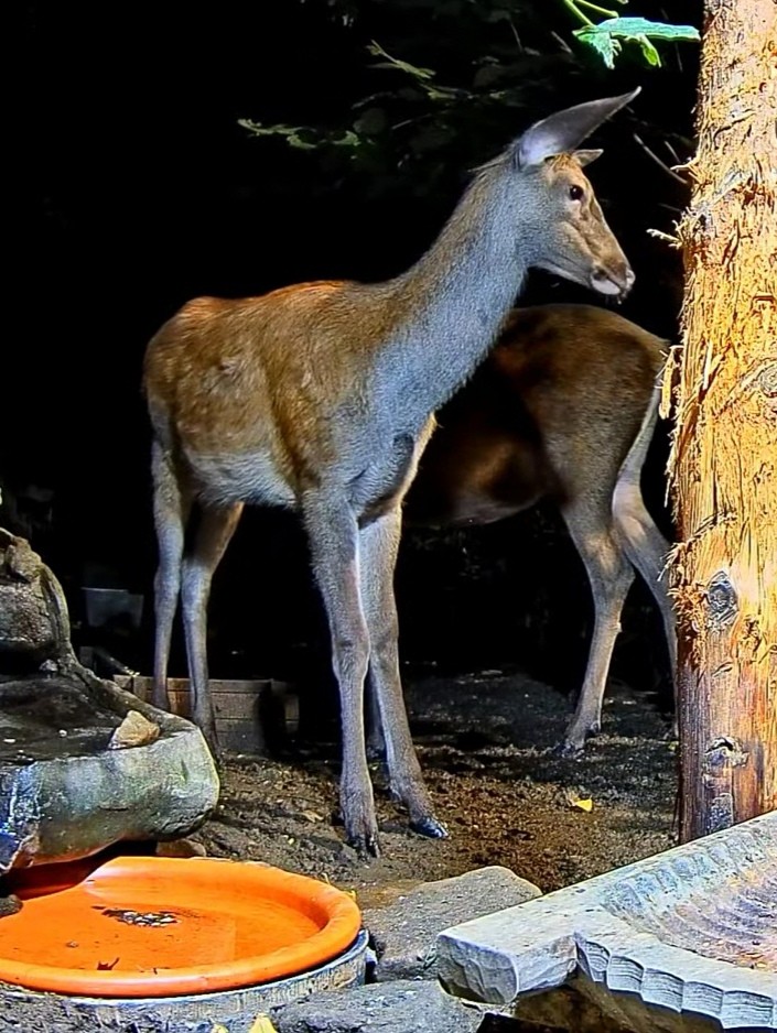 livebirdspoland_0d942302022f5ee955d0103ab9e1b923.jpg