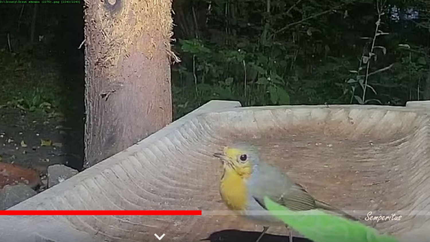 livebirdspoland_af1ba92b8334ab6e0b81439e292d167d.jpg