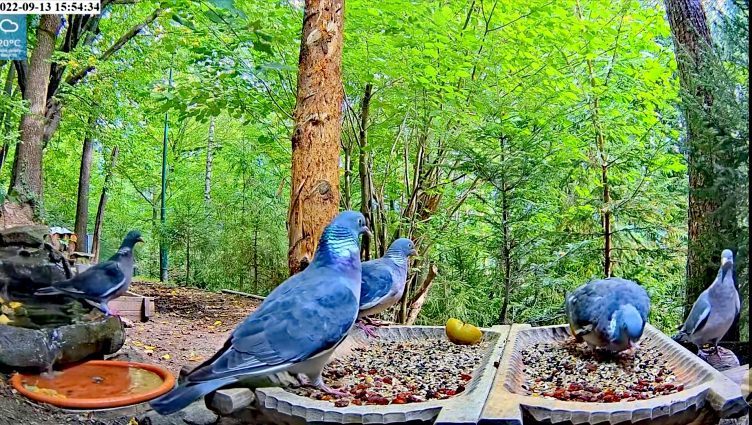 livebirdspoland_2933d3e26041543f2c741fcf668ce014.jpg