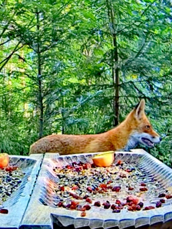 livebirdspoland_46412f09f320e27f521bc4172b8b9441.jpg