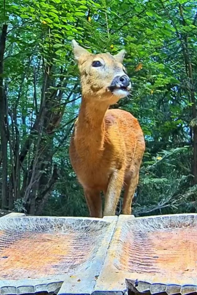 livebirdspoland_0ae2c7f4041cdeb2425d214e78f6b7d3.jpg