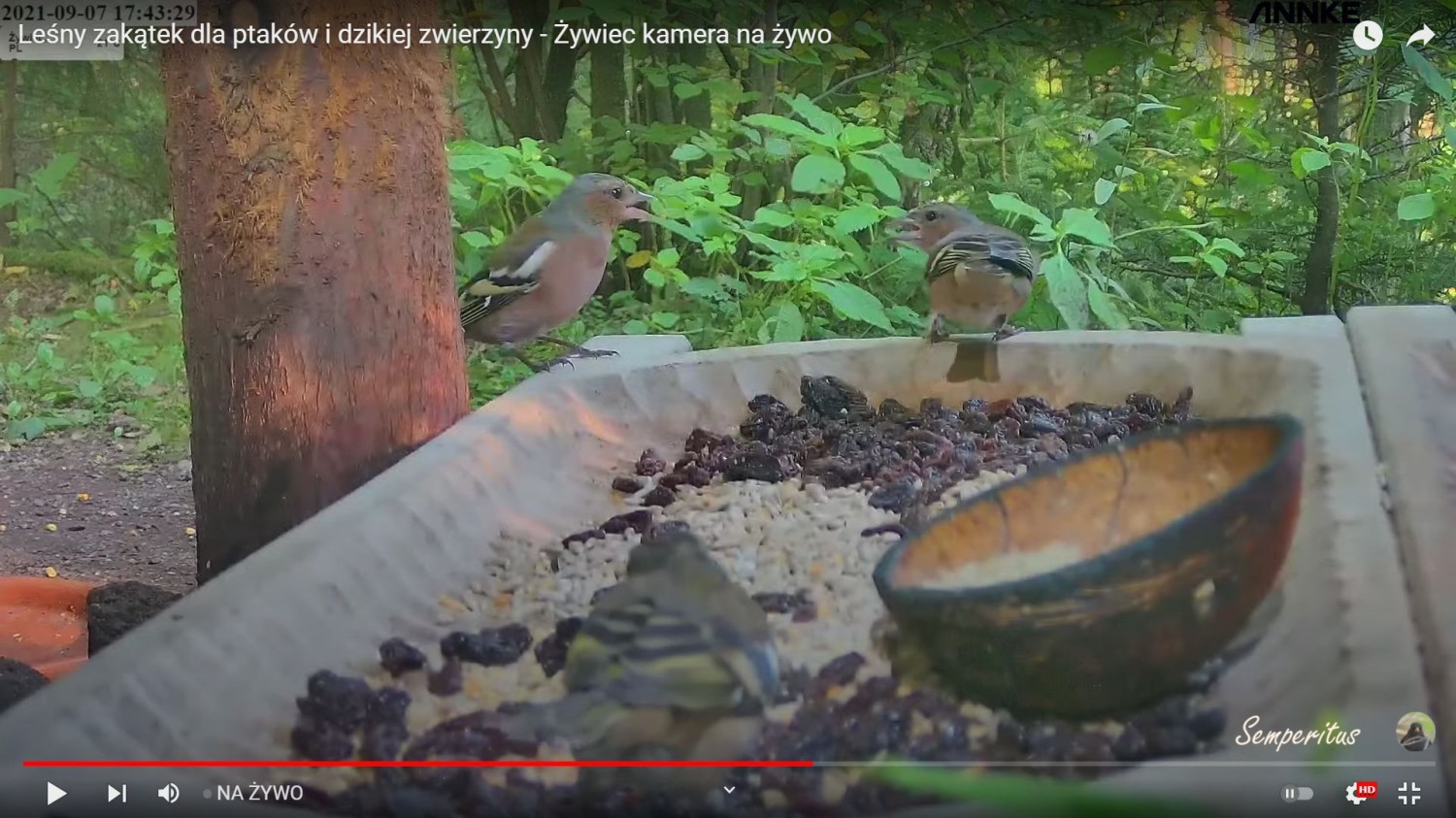 livebirdspoland_84aa1350fde6fa245a34be3549738341.jpg