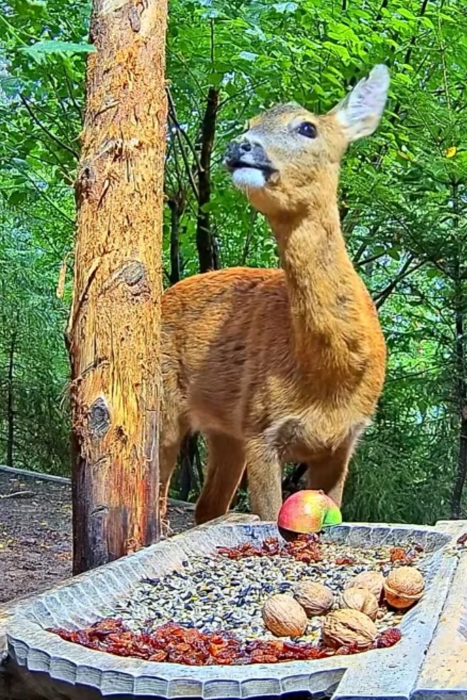 livebirdspoland_f810a44f902a3ff0f8e4ee8010a0479d.jpg