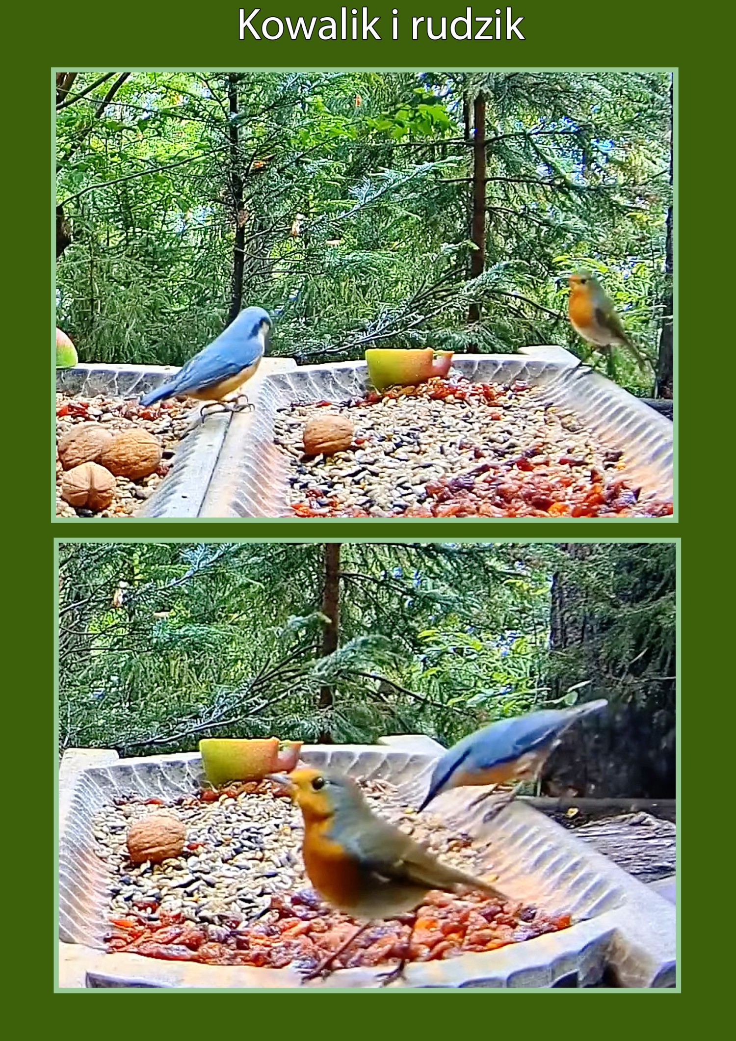 livebirdspoland_77cd096577d28ae457025f8ff0b864fa.jpg