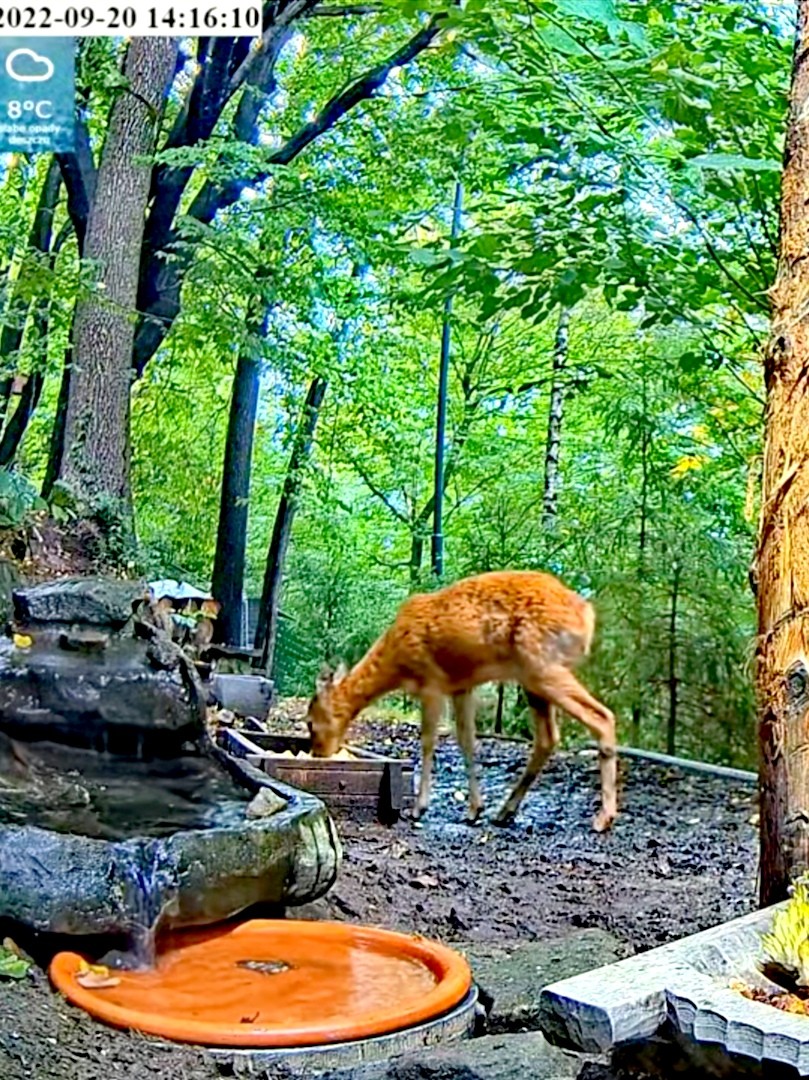 livebirdspoland_5c28c8c947b2430fed6808f07f17d66b.jpg