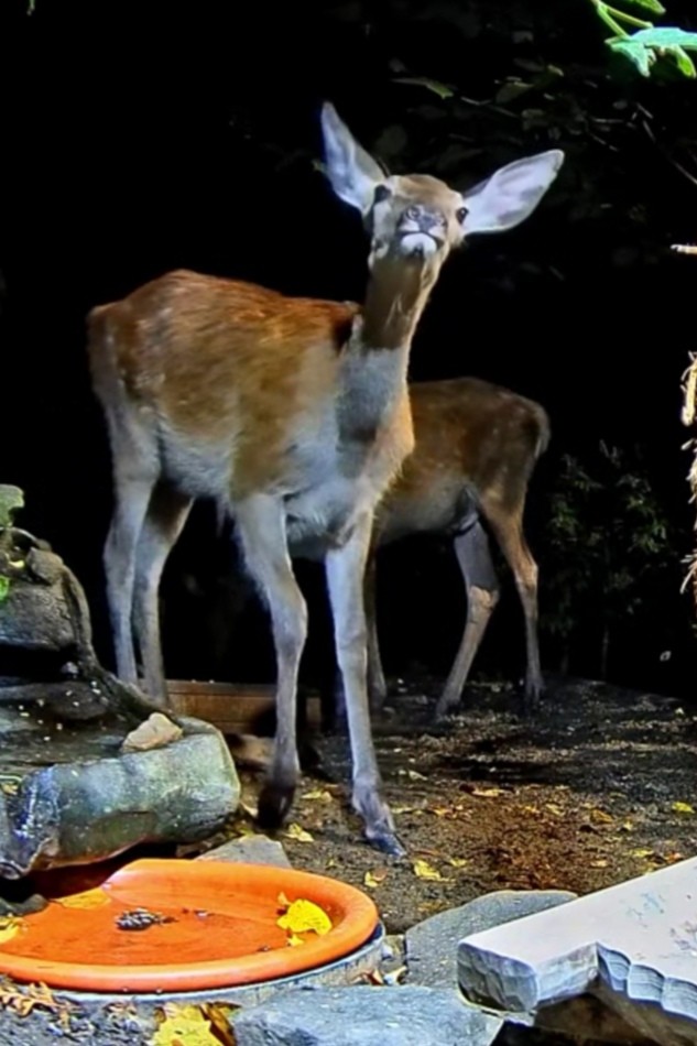 livebirdspoland_1763d8c27396542aff6279e11e6e1b9b.jpg