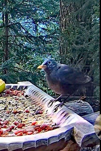 livebirdspoland_a779a6d6d1abaae23b66df8b44379ee9.jpg