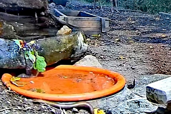 livebirdspoland_b2788fa1dacacf2972e007a2a665e777.jpg