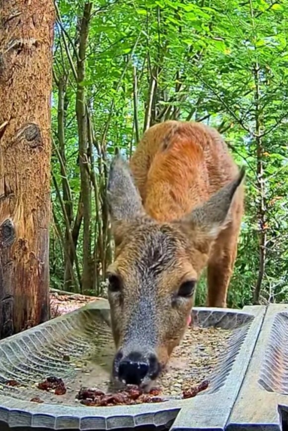 livebirdspoland_bdfd4c91a81a6e39cb8586abcd0f4bc6.jpg