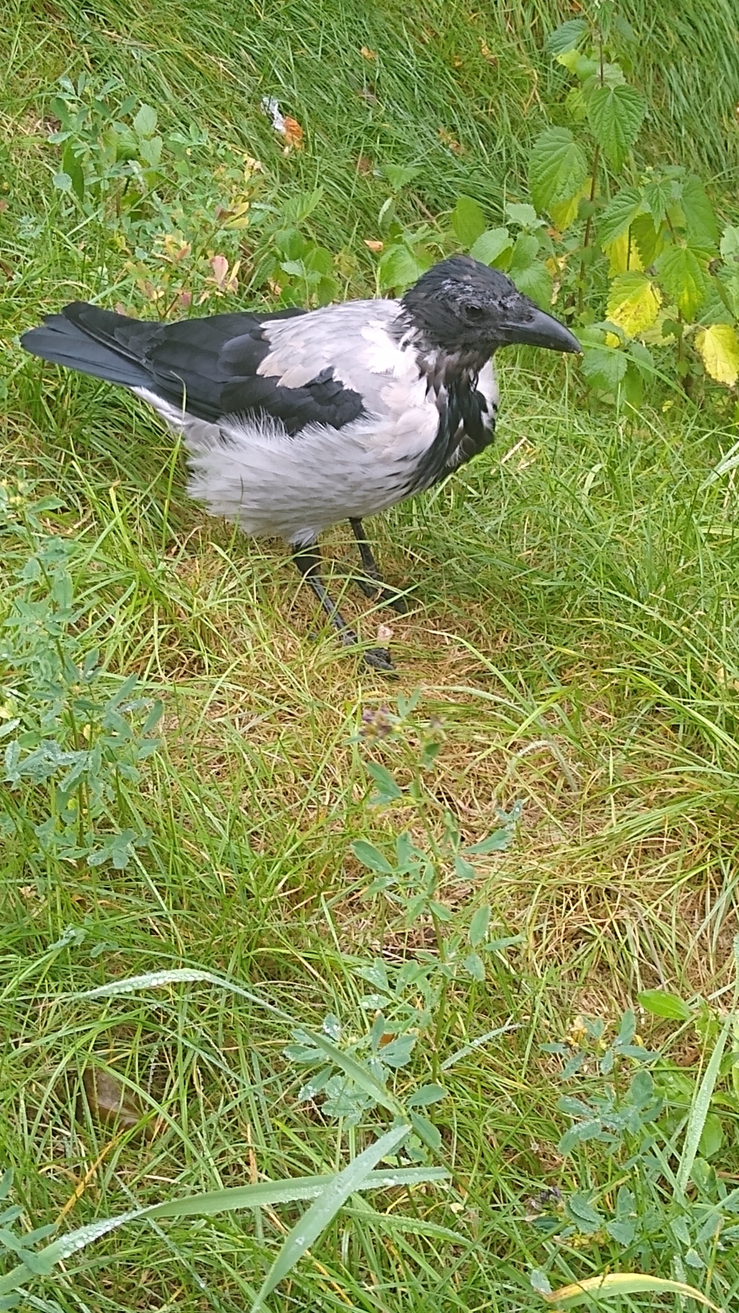 livebirdspoland_c1b0c02b392f3366d80010925868bea0.jpg