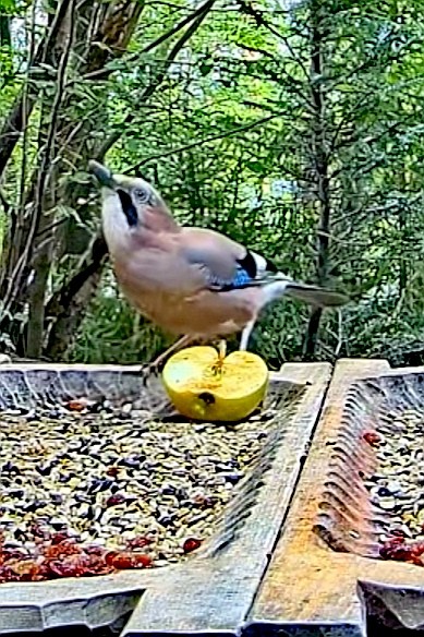 livebirdspoland_4861829fd24741caa6eeaa7ab54934af.jpg