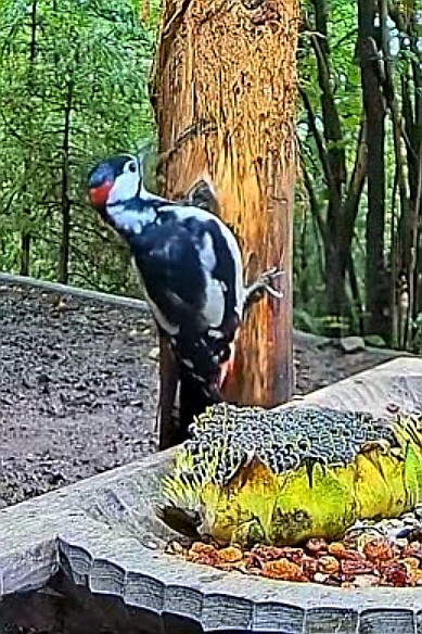 livebirdspoland_170a3d161e45a943942babc7e00e7cda.jpg
