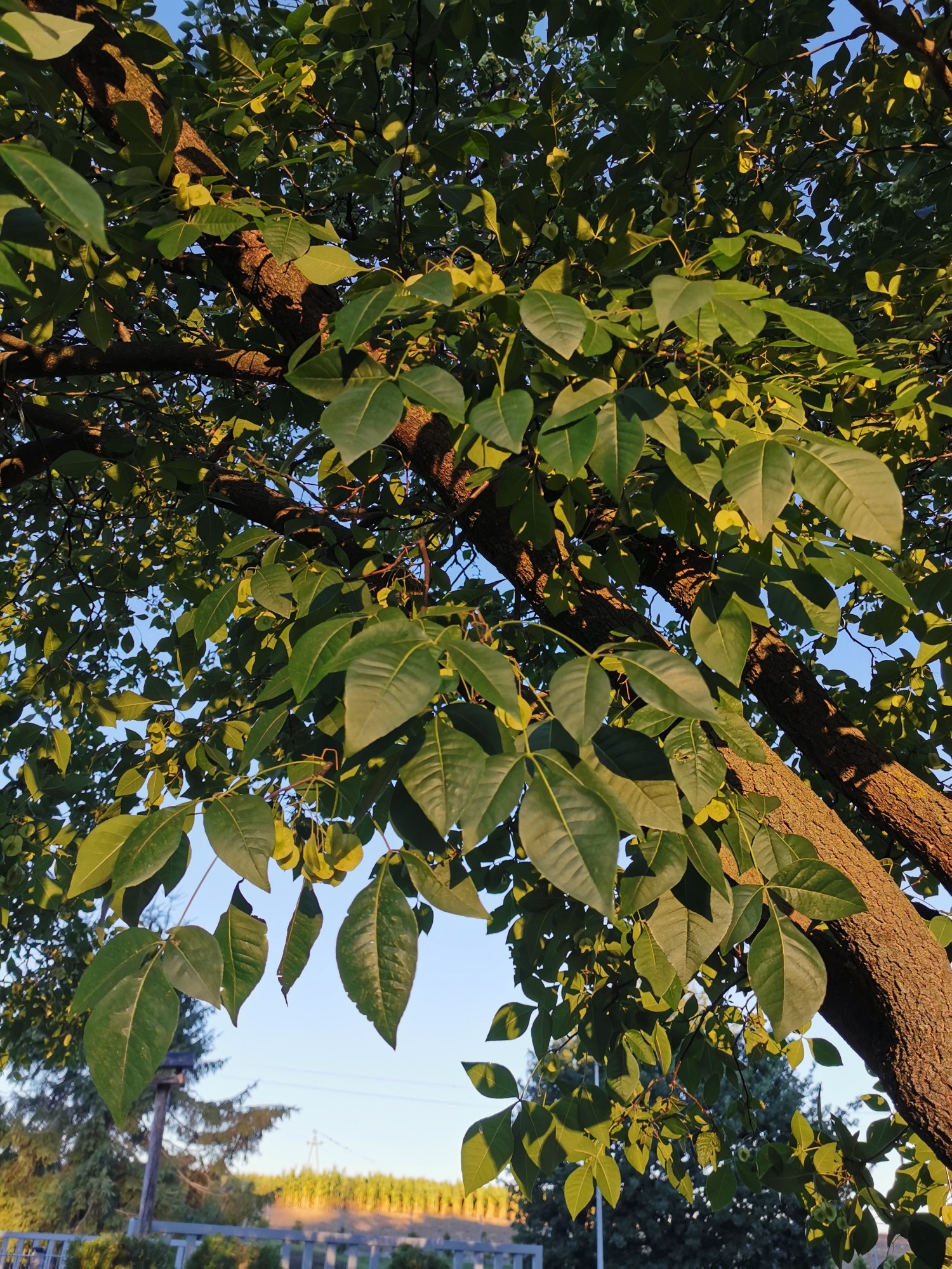 livebirdspoland_f430848ab55b304a637f24edfe49602e.jpg