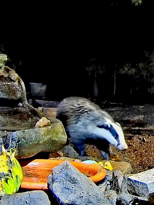 livebirdspoland_9716805ee7ea3fa02a0e119ea4067804.jpg