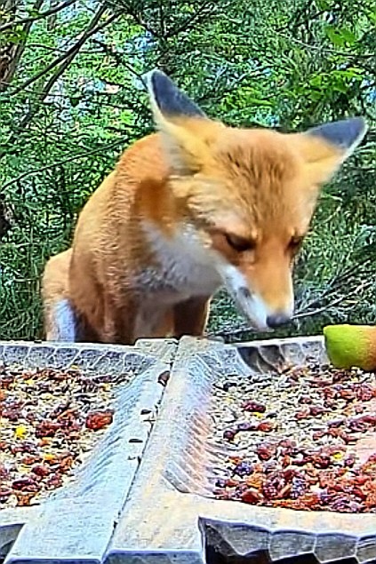 livebirdspoland_5c5e77c19eed97217b8dbe0caedf2e89.jpg