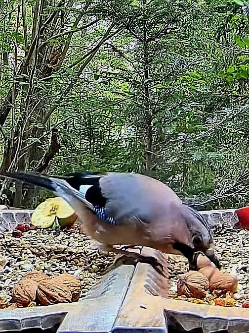 livebirdspoland_77b7e1f25a5e7511c09908e6fff69246.jpg