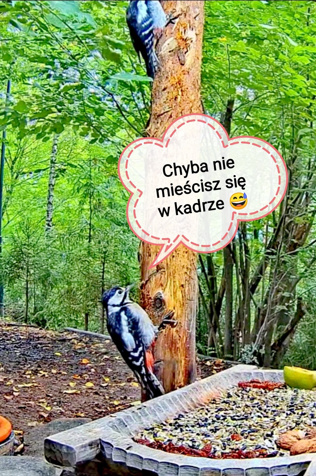 livebirdspoland_d6d526a627b2d0f53cd92a015d8d02ea.jpg
