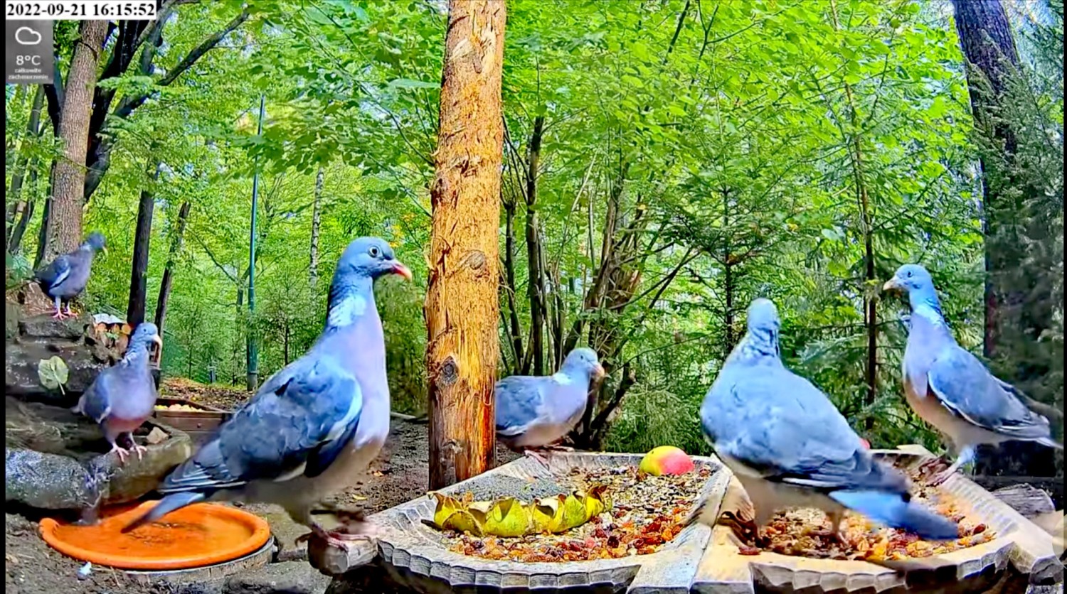 livebirdspoland_59dfc42fd563ae1be059e1fa452521d9.jpg
