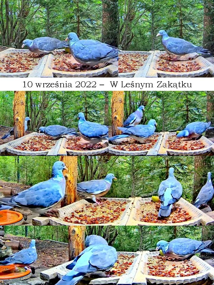 livebirdspoland_1edd9310cf069883e1e933f50e6fbcdc.jpg