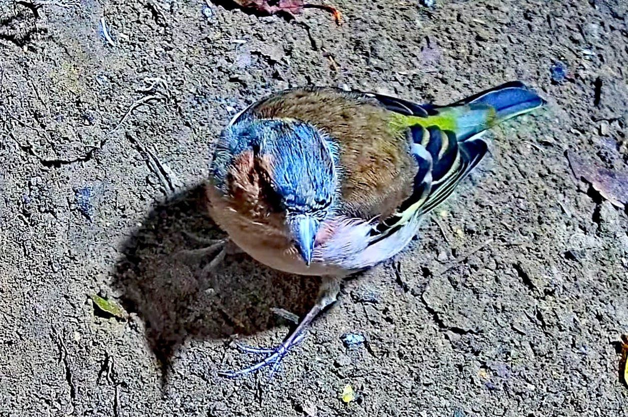 livebirdspoland_eb74d1c0d581a6929c6267193ae0d316.jpg