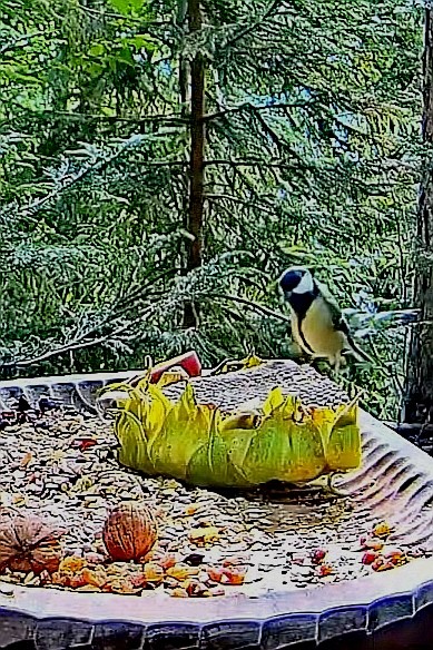 livebirdspoland_4b3b1b40ce87bc2035f4af2057eb9bcd.jpg