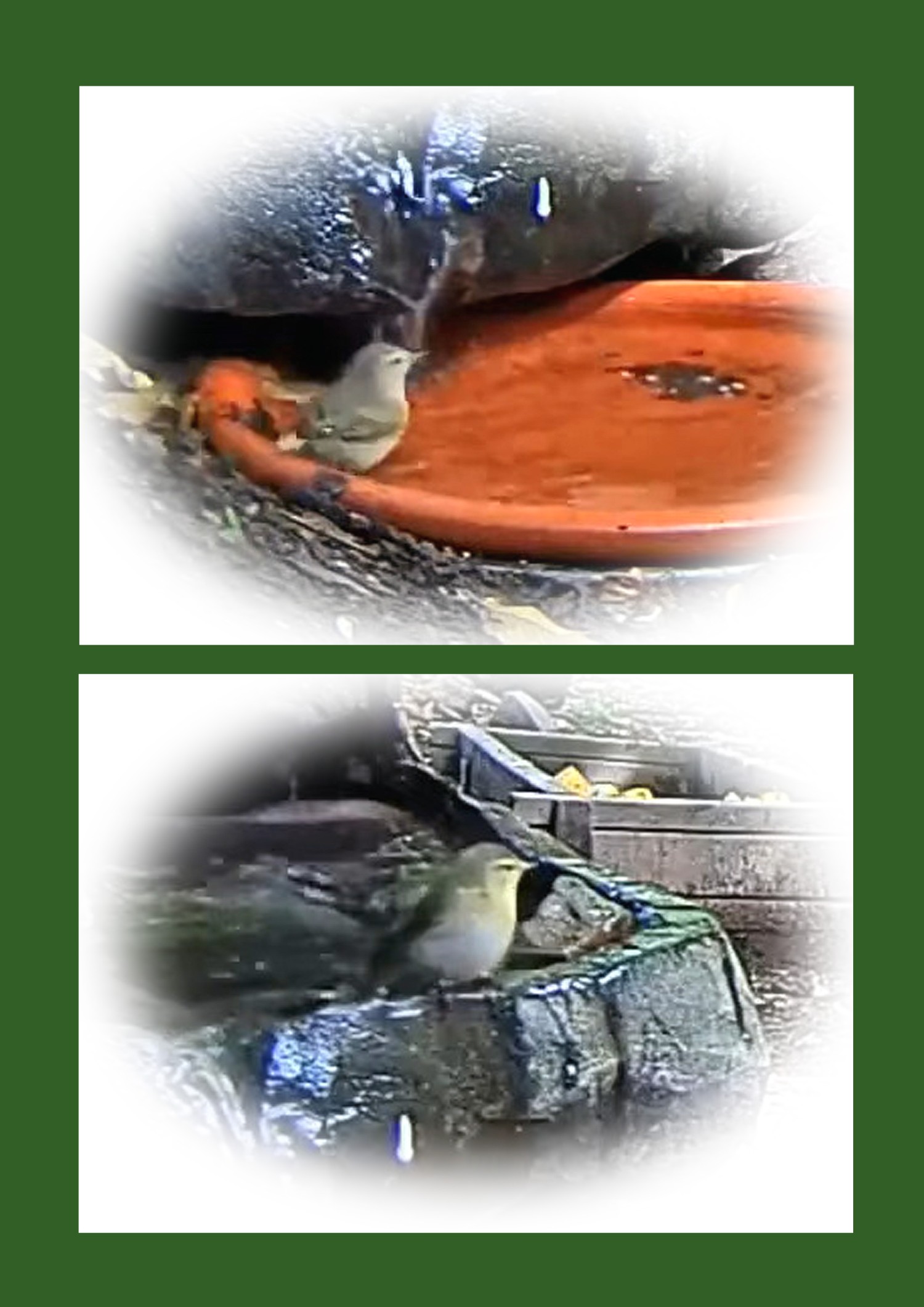 livebirdspoland_939dfd2f504e14d9f887f14465aafd7a.jpg