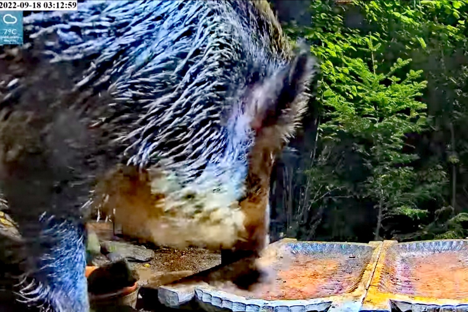 livebirdspoland_e7fe45ef8f847f9bc3ba2d168f6017ff.jpg