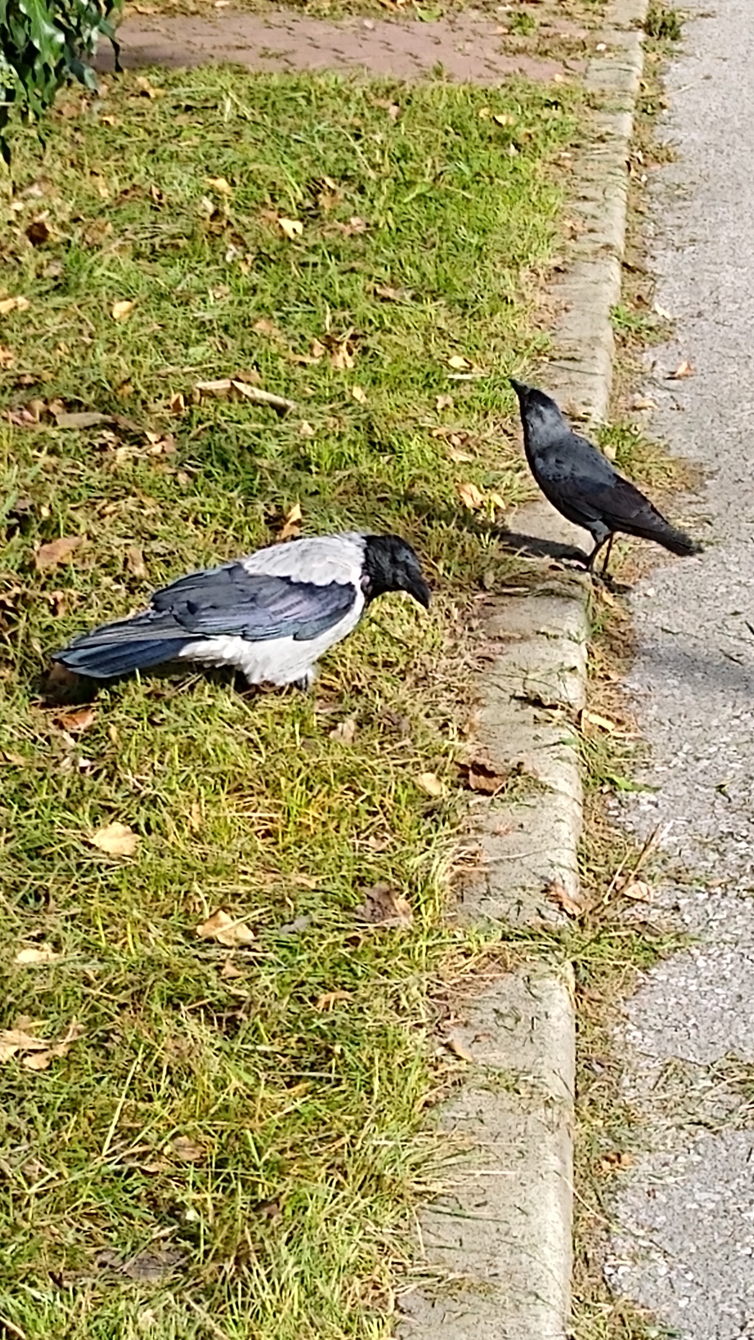 livebirdspoland_fe981a7938fc43c0c56742bc2494eae0.jpg