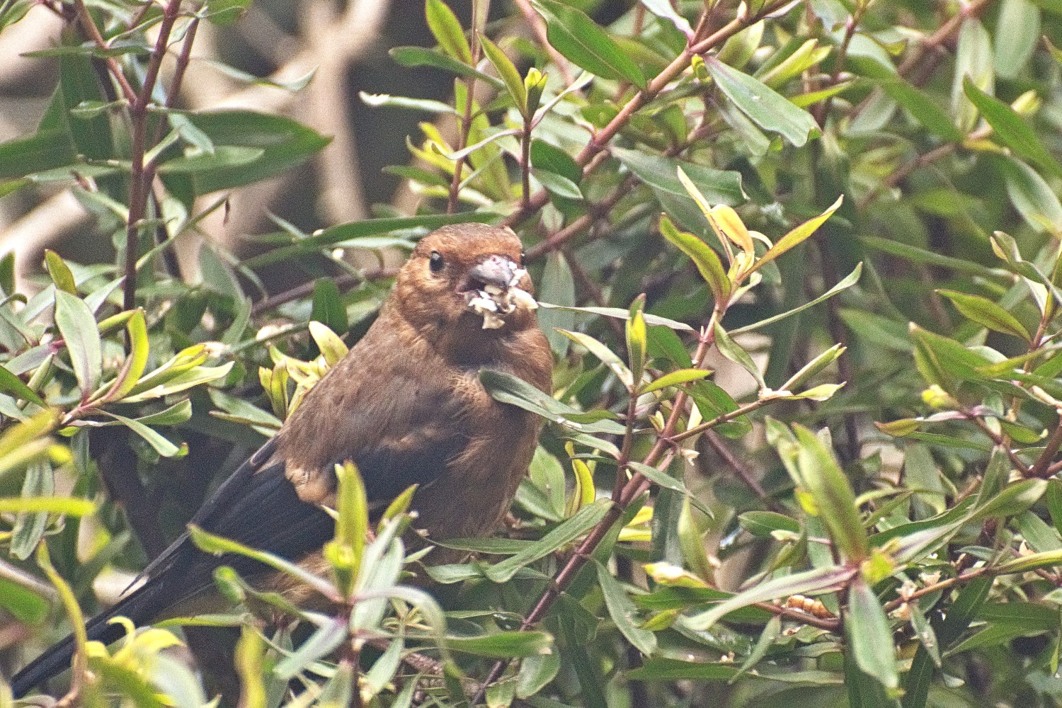 livebirdspoland_301084b904295a245950b92844206fa8.jpg