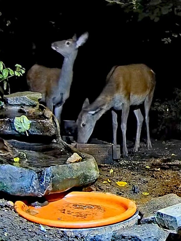 livebirdspoland_6cbfda93cf865fc47b0db0e675d5bc75.jpg