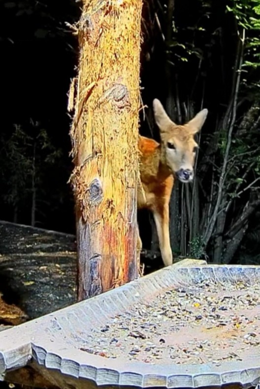 livebirdspoland_02867d32a65e7d523ac591fdacf0b7e0.jpg