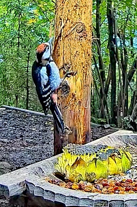 livebirdspoland_f8db61743bb0121c704be5fade6a12d2.jpg